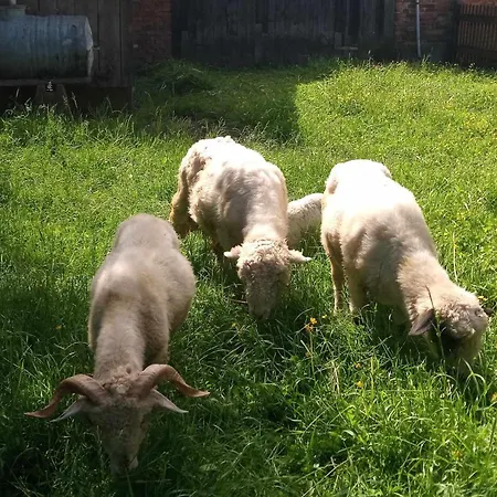 Kompleks wypoczynkowy Do Wynajęcia - Podczerwone *