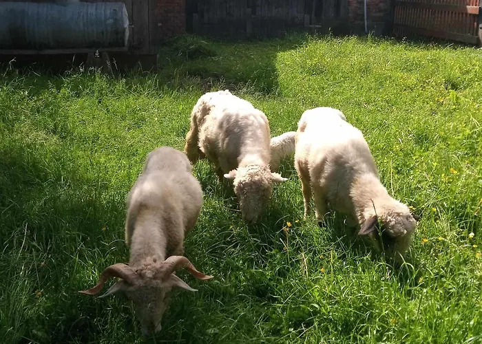 Vakantiepark Do Wynajecia - Podczerwone *